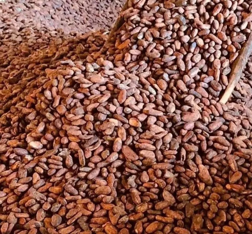 Cocoa Beans